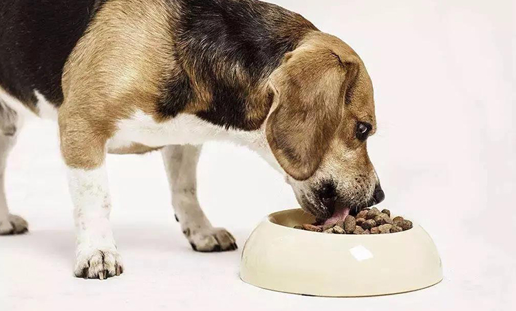 寵物飼料吃香？寵物食品工程了解一下(圖1)