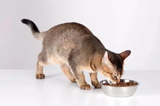 2022中國飼料工業展覽會新聞發布會在京召開(圖4)