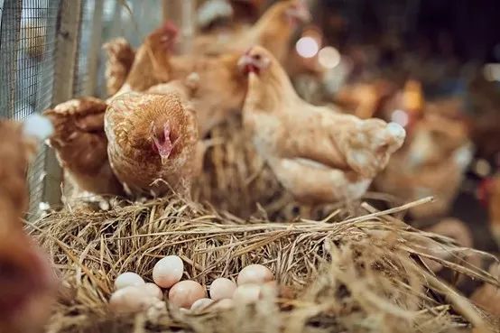 2022中國飼料工業展覽會新聞發布會在京召開(圖5)