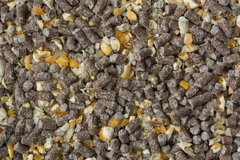 黃羽雞行情回暖，有望提振飼料需求？(圖3)