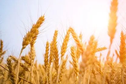 俄暫停黑海糧食外運協議，全球糧價又起波瀾(圖1)